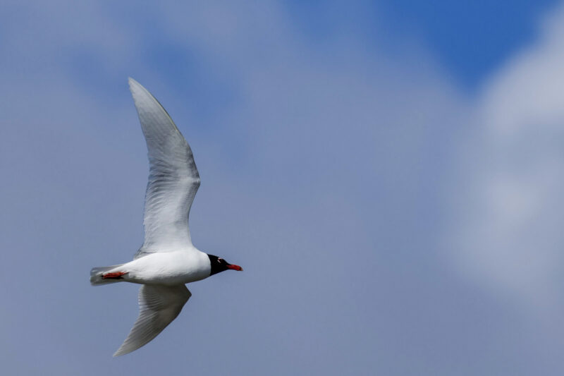 Mouette mélanocéphale